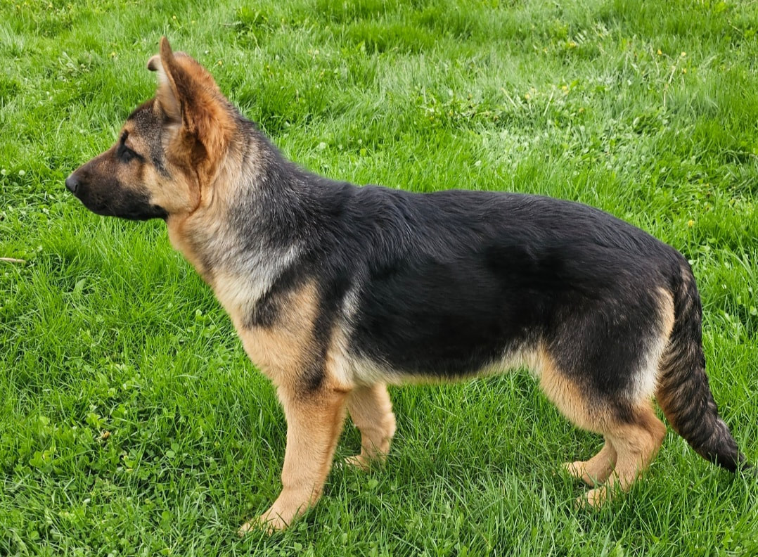 AKC EUROPEAN GERMAN SHEPHERD Home