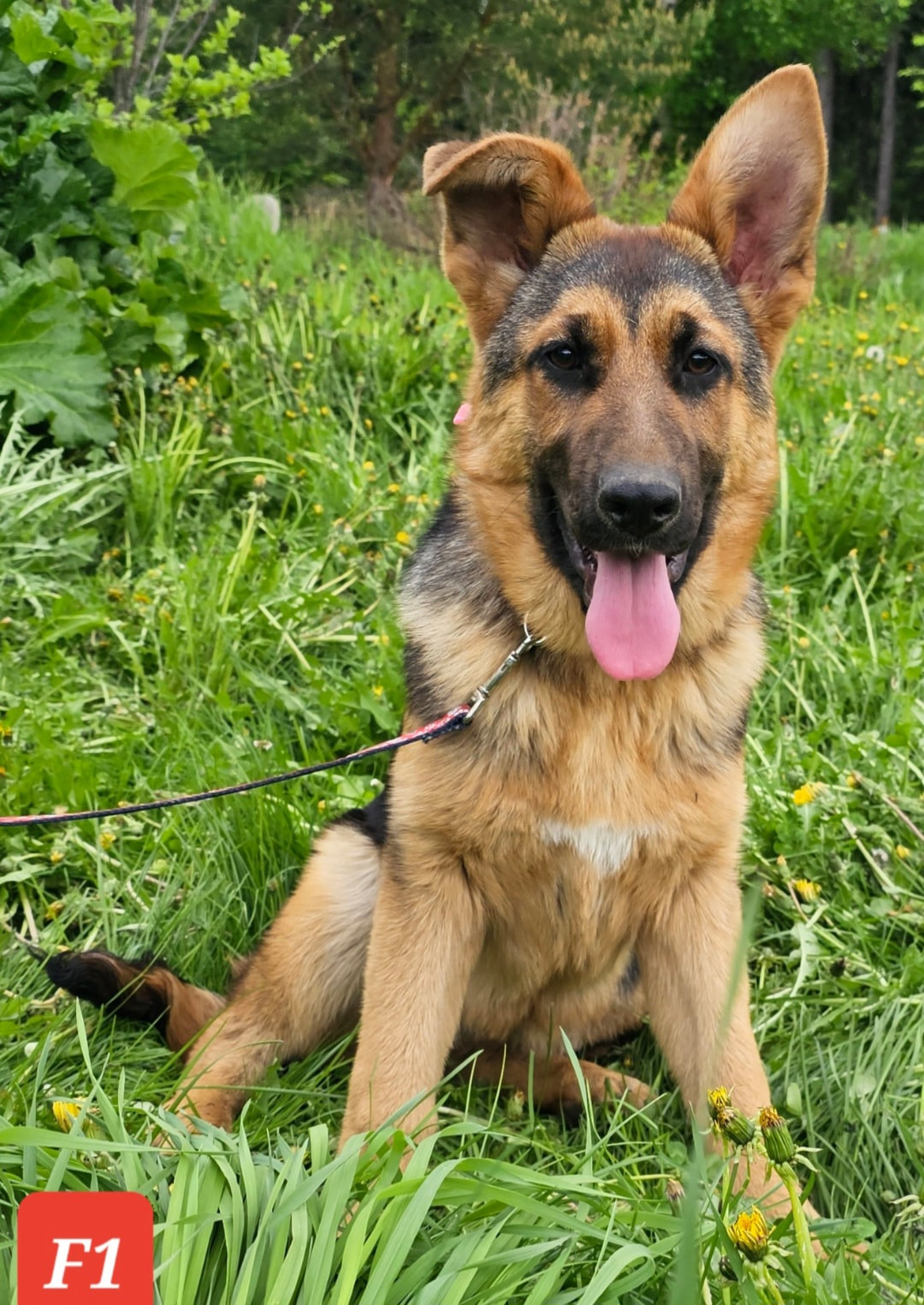 AKC EUROPEAN GERMAN SHEPHERD Home